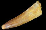 Real Spinosaurus Tooth - Nice Striations #81110-1